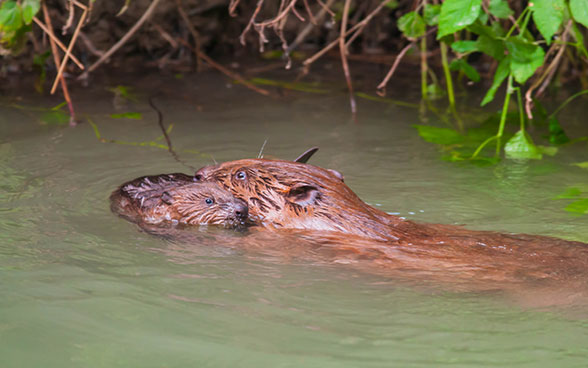 Eine Bibermutter schwimmt mit ihrem Jungtier im Maul in einem Fluss.