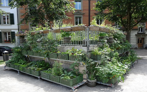 Urban Gardening, Breitenrain Quartier, Stadt Bern