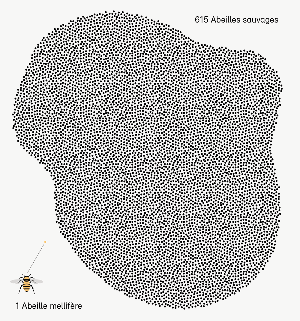 Abeilles millifère, abeilles sauvages