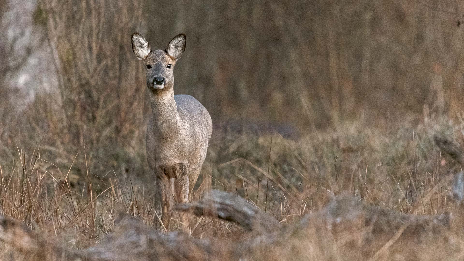 Eine reiche Fauna