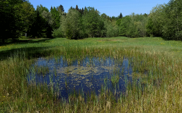 Amphibiengebiete
