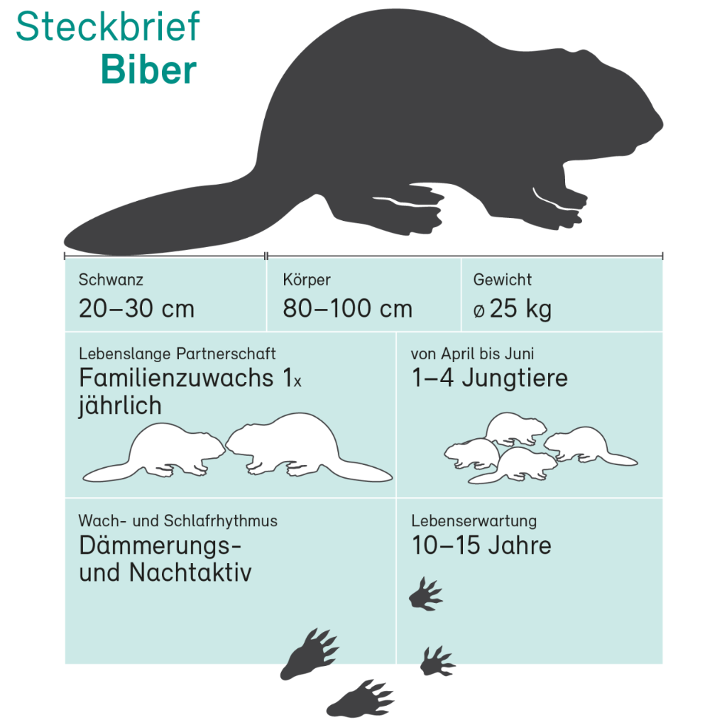 Steckbrief Biber