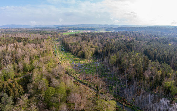 In Marthalen (ZH) hat der Biber ein Ökosystem von rund 5 ha Fläche geschaffen – daraus ist ein Waldreservat von insgesamt 10ha entstanden.