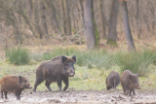 Wildschweine