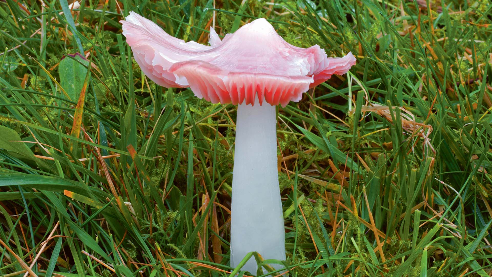 Rosenroter Saftling