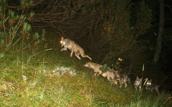Fotofallenbild eines Wolfsrudels in Graubünden