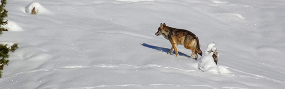 Header Wolf