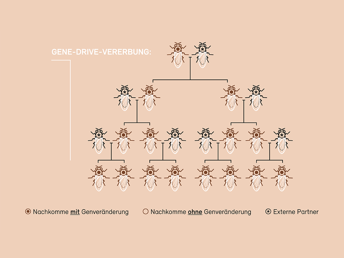 artikel-1-d-gene-drive