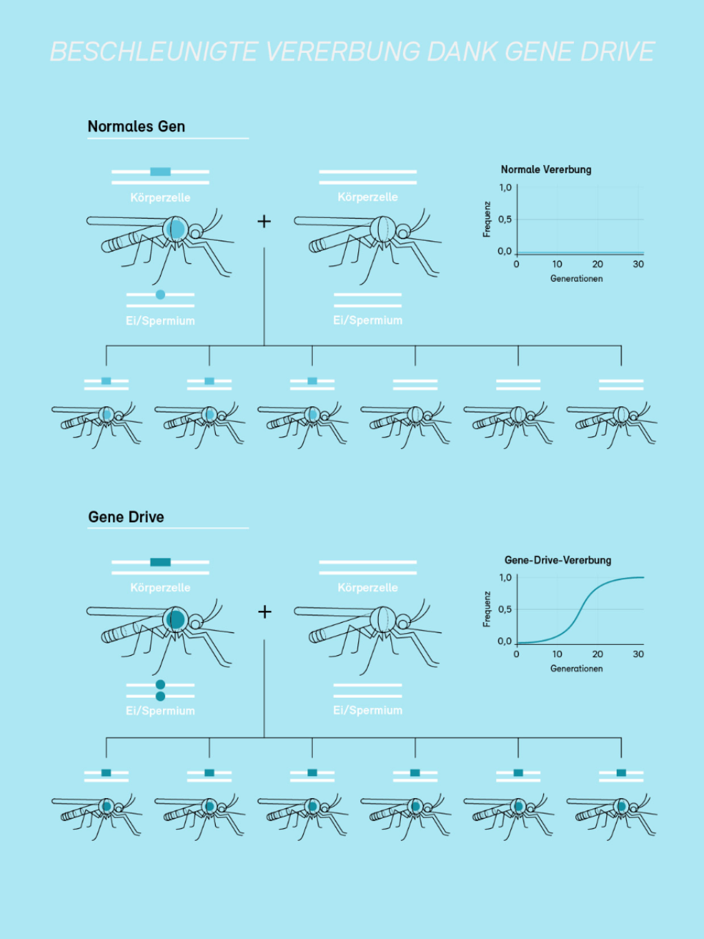 Infografik Gene Drive