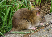 Ratte