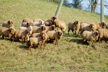 Schafe auf einer Wiese