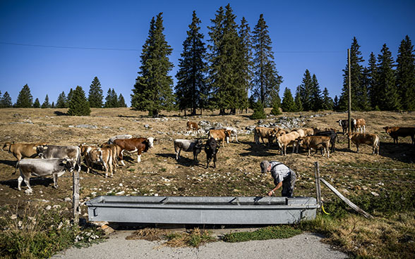 Kühe auf einem durch die Hitze und den fehlenden Niederschlag gelb gewordenen Feld während einer Dürreperiode im Vallee de Joux im Waadtländer Jura im August 2022.