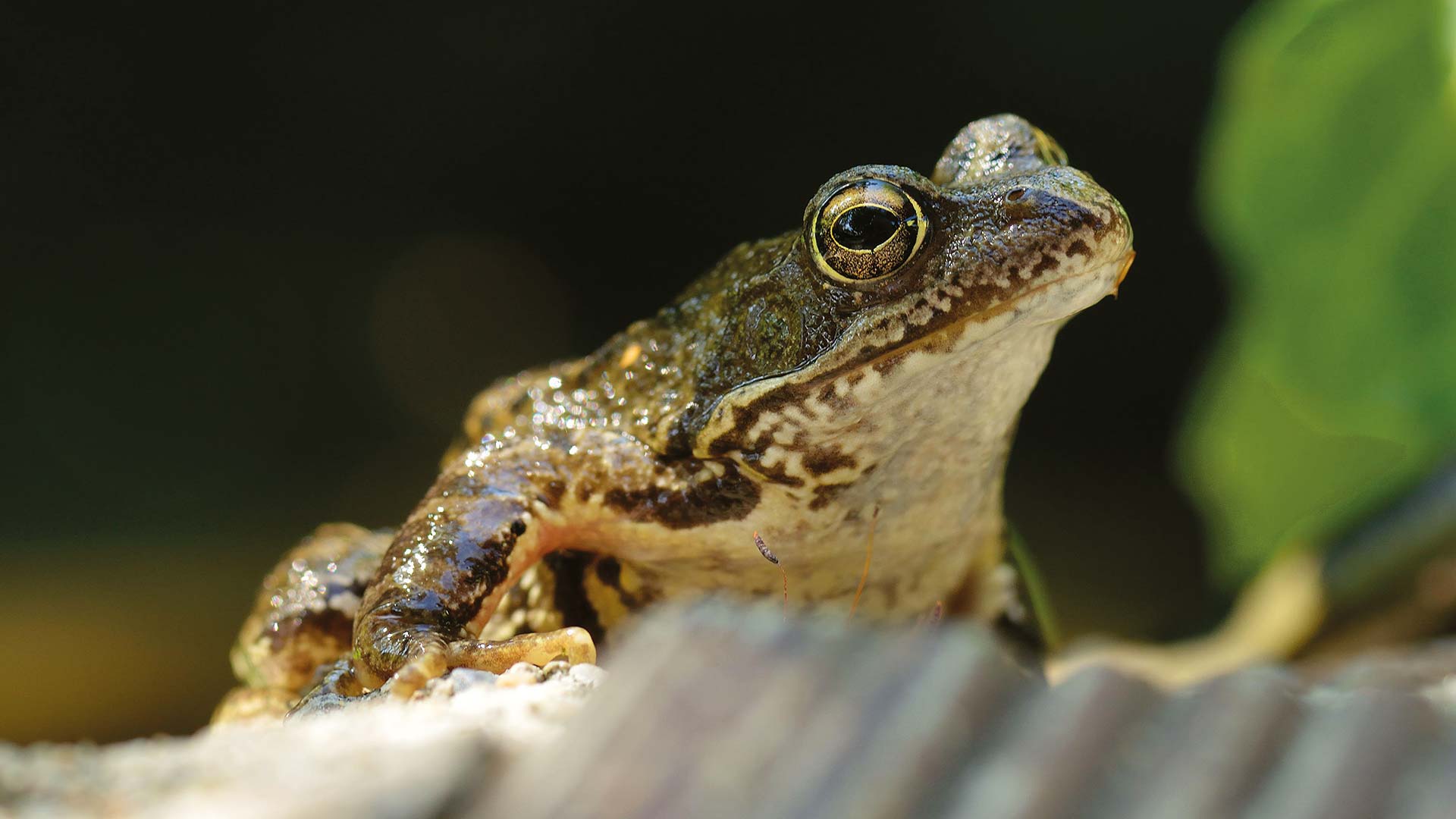 Frosch