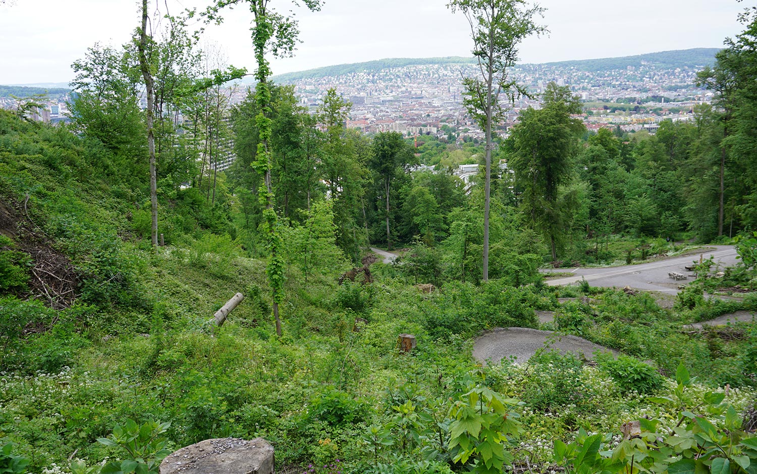 Zwischenresultate LFI5 - Wald im Mittelland