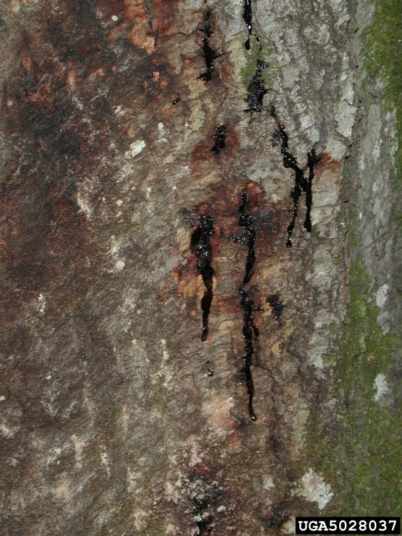 Phytophthora ramorum – Schleimfluss an Quercus spp.