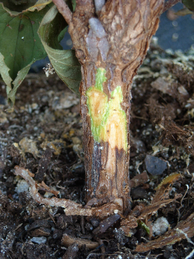 Phytophthora ramorum – Nekrosen unter der Rinde eines Winterschneeballs (Viburnum × bodnantense)