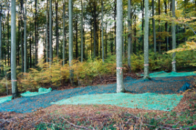 Samenernte-Bestand Buche Sihlwald, Kanton Zürich