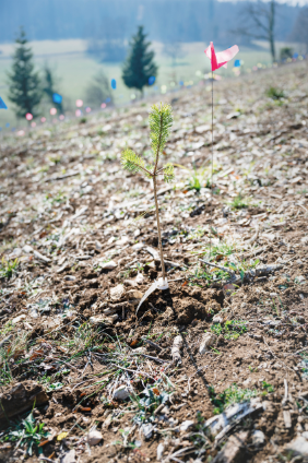 Föhrensetzling (Pinus sylvestris), gepflanzt im Rahmen des Projekts "Versuchspflanzungen zukunftsfähiger Baumarten" in Aesch BL