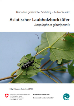 Cover Asiatischer Laubholzbockkäfer