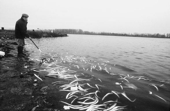 Tote Aale am Rheinufer