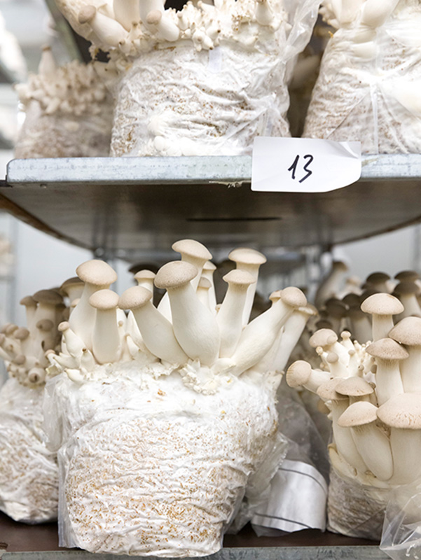 Biologische Kräuterseitlinge