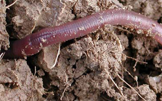 A worm on the earth's surface