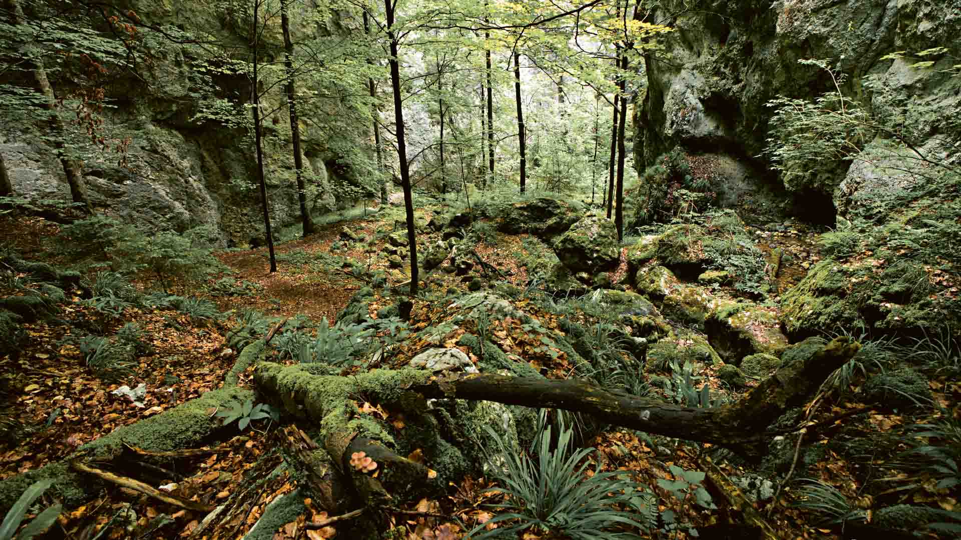 Geschütztes Hermelin