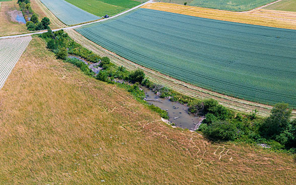 Le castor transforme même les petits ruisseaux aménagés en milieux naturels de valeur. Ici, à Hersiwil, dans le canton de Soleure.