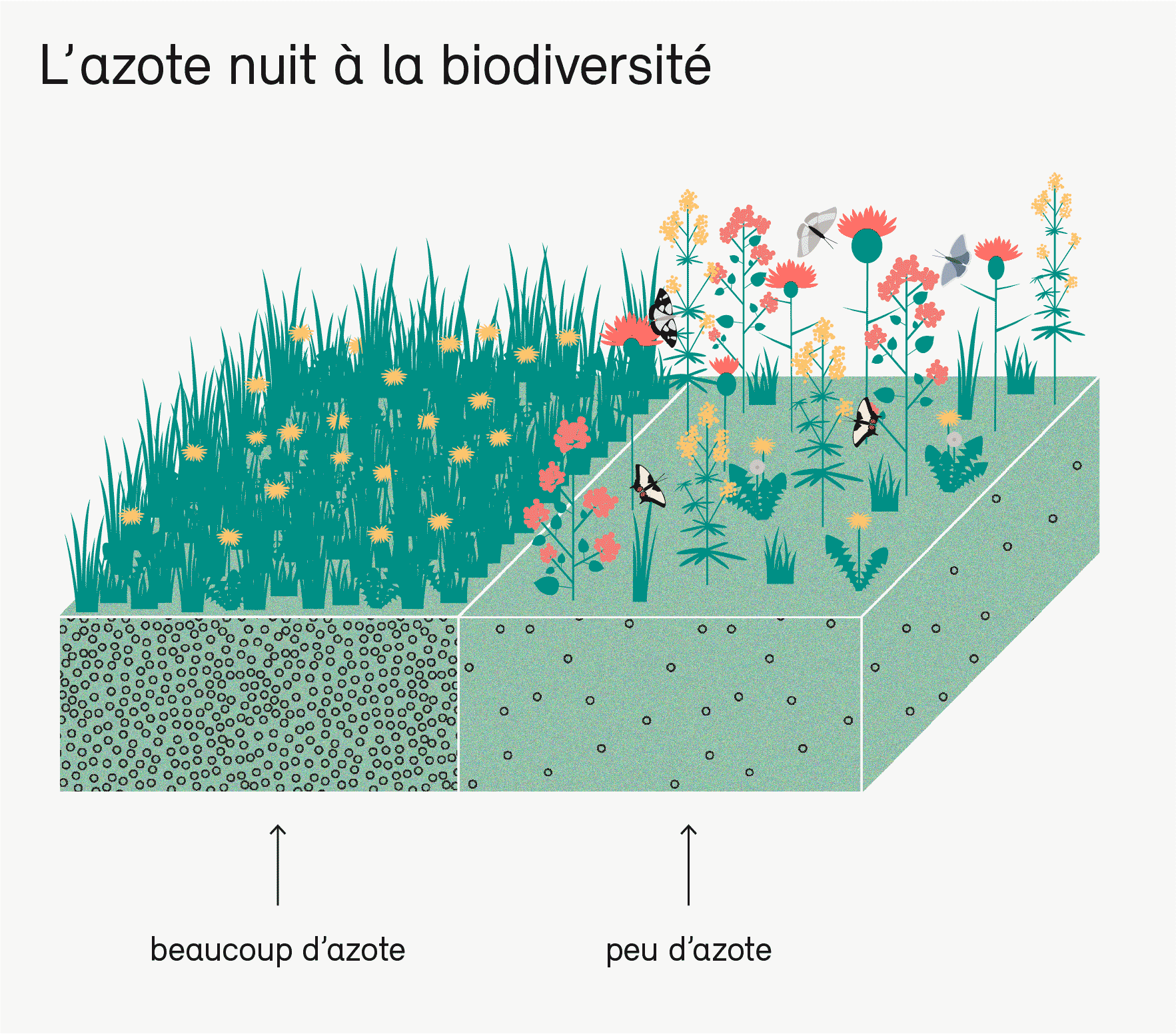 L'azote nuit à la biodiversité