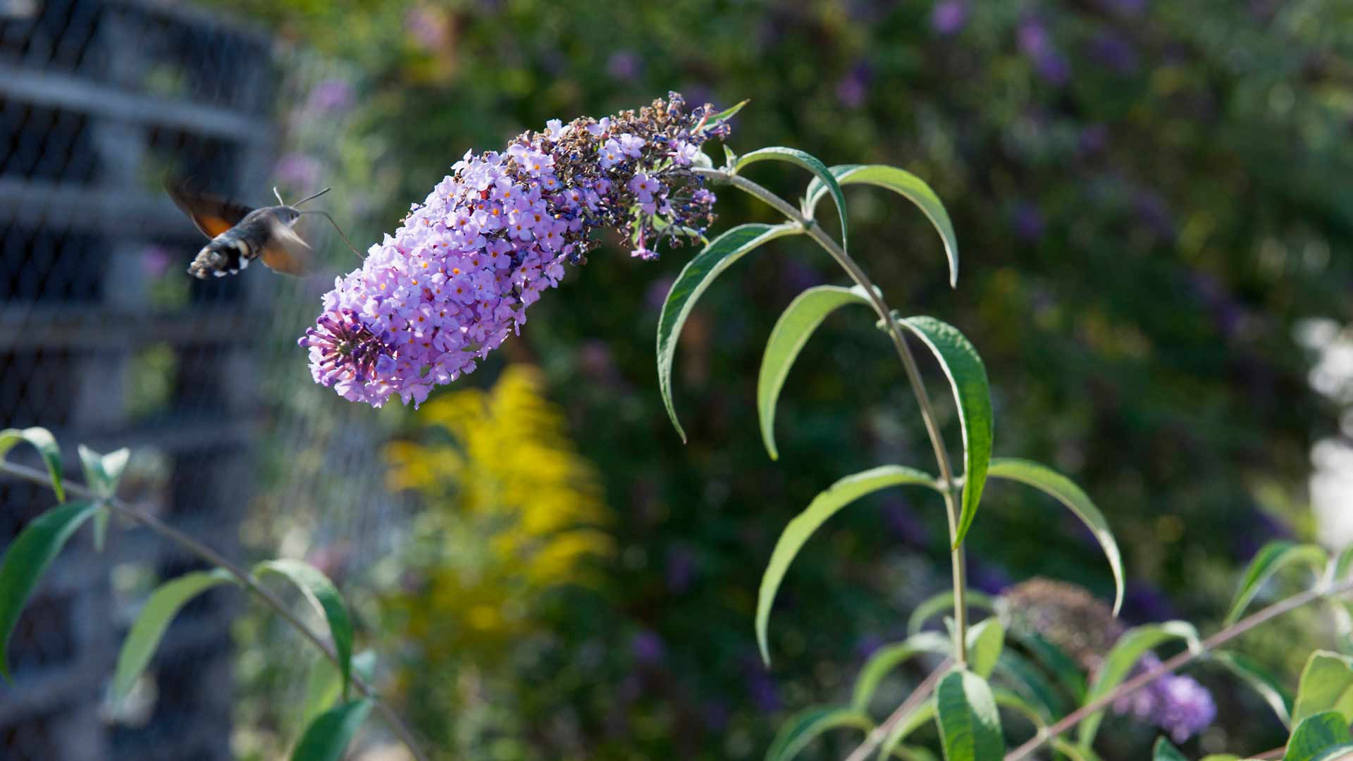 Buddleja davidii