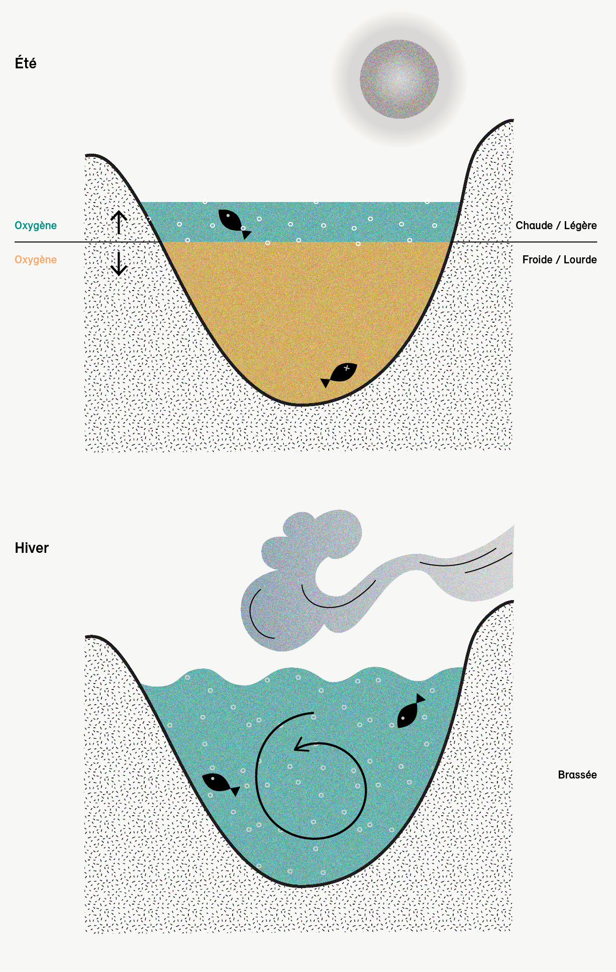 Stratification de l’eau en été – Brassage de l’eau en Hiver