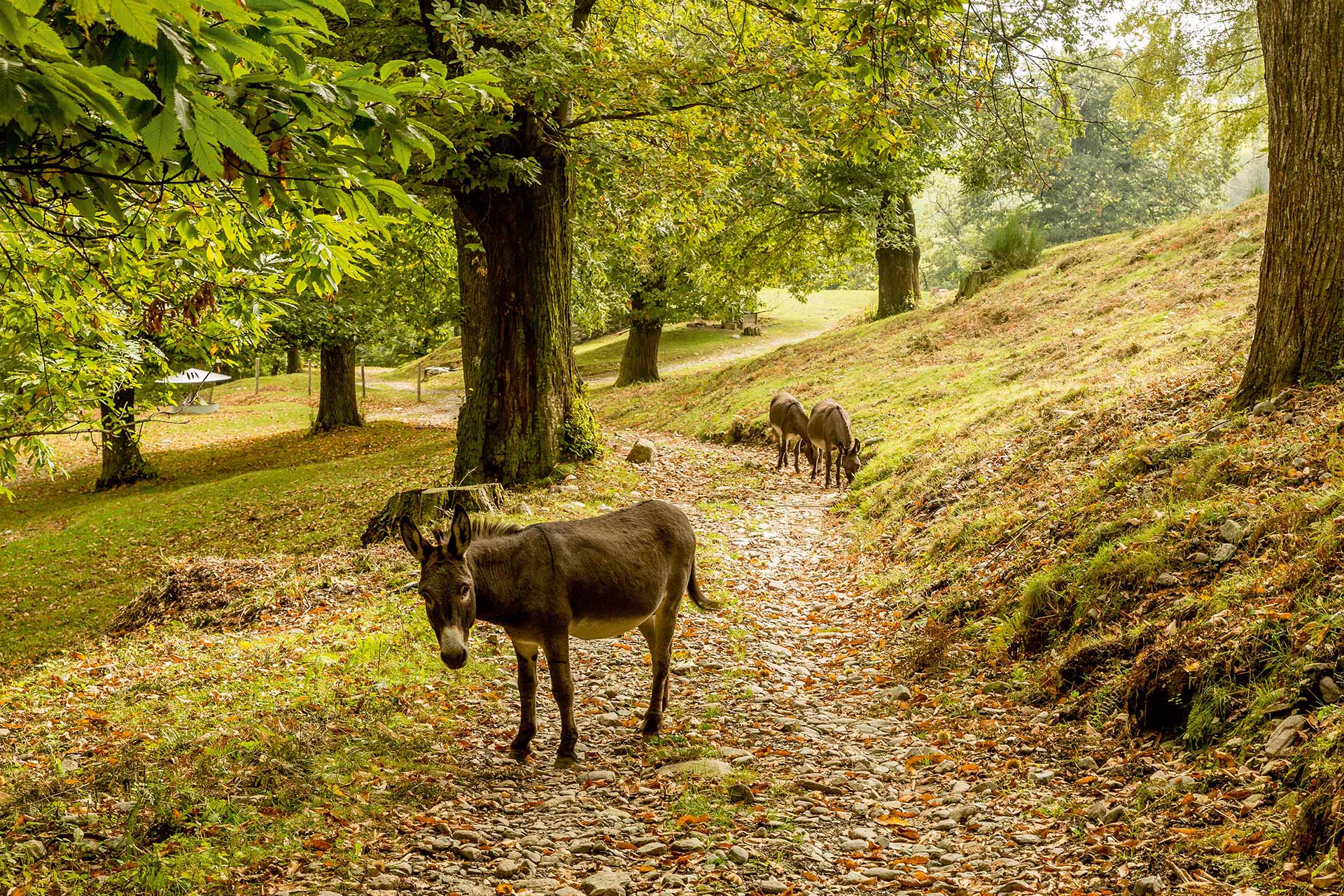 Esel im Wald