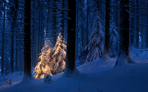 Forêt en hiver dans le canton de Schwyz.