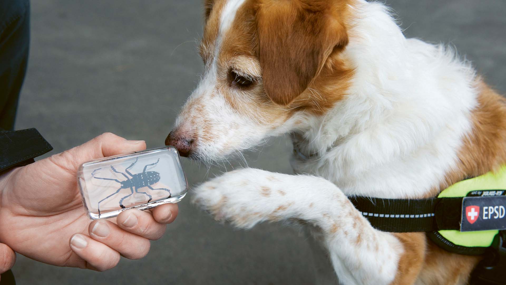 ALB Spürhund