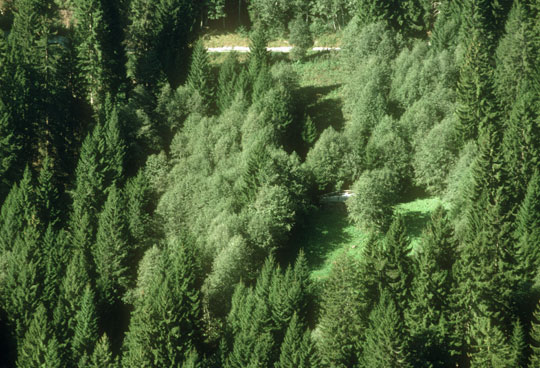 Clairière à Schluein / Schleuis GR avec installation spontanée de forêts en 2000