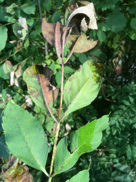 Infection des feuilles de frênes par les ascospores de H. fraxineus avec apparition de taches brunes.