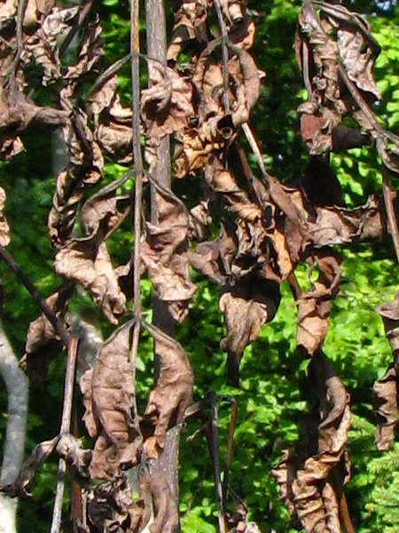 Frêne infecté avec symptômes foliaires de flétrissement et dessèchement