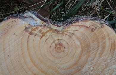 Chancre résineux du pin : déformations du tronc 