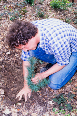 Plantation, rajeunissement artificiel de la forêt