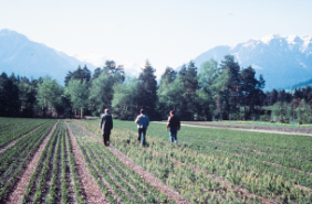 Jeunes plants d’une pépinière forestière spécialisée