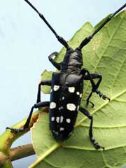 Capricorne asiatique noir orné de taches blanches sur une feuille verte