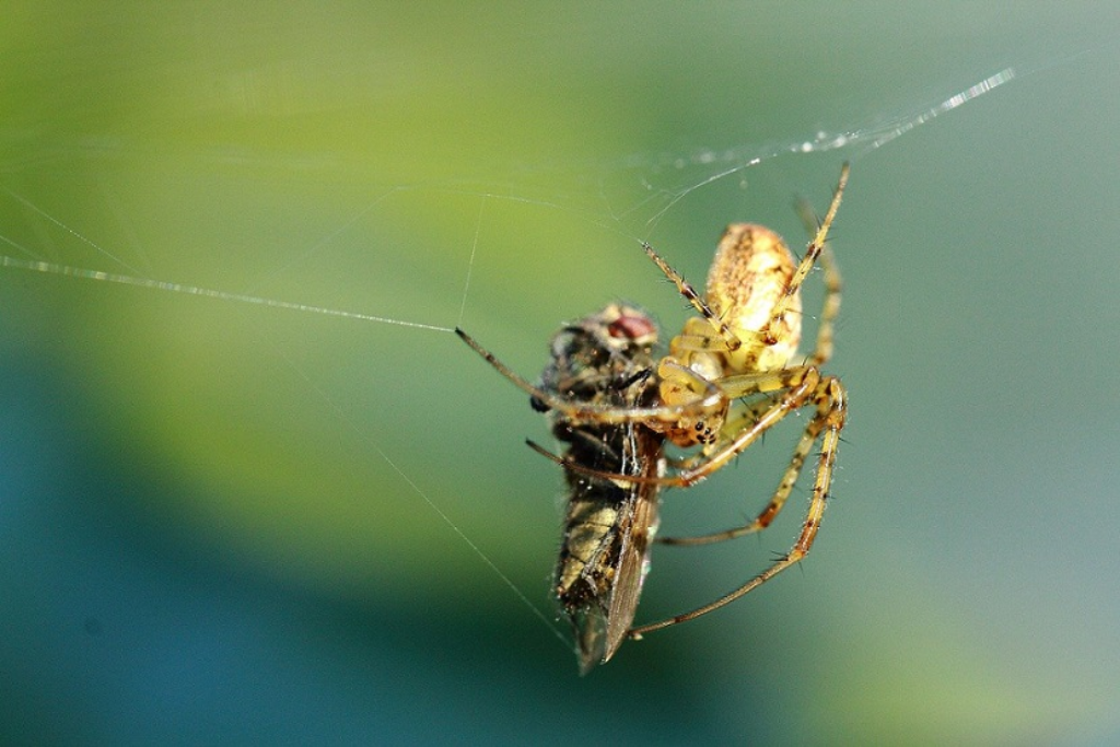 Spinne erbeutet Fliege