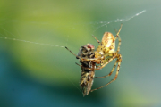 Spinne erbeutet Fliege