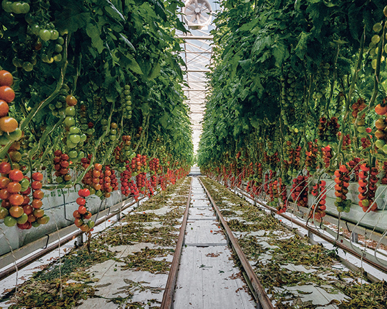 Halle mit den Cherry-Tomaten