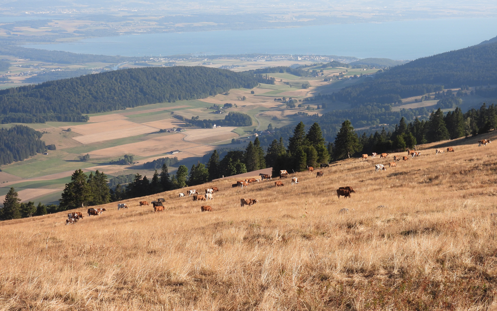 Chasseral – 12.08.2022 