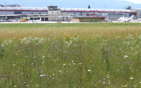 Brennpunkt Biodiversité aéroport