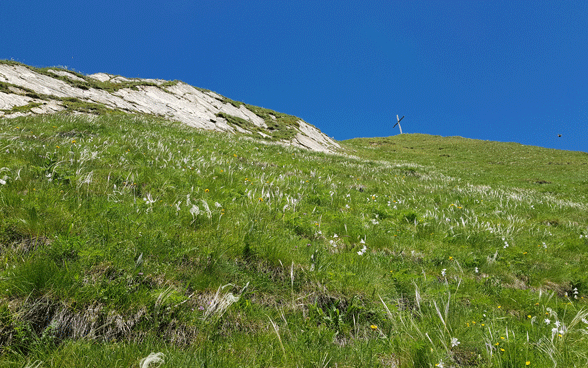 Trockenwiesen und -weiden
