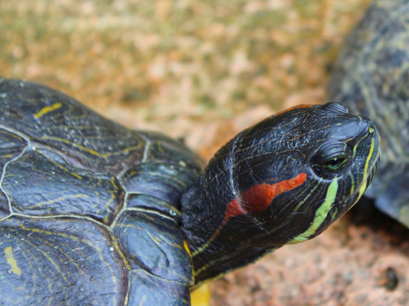 Rotwangen-Schmuckschildkröte (Trachemys scripta elegans) 