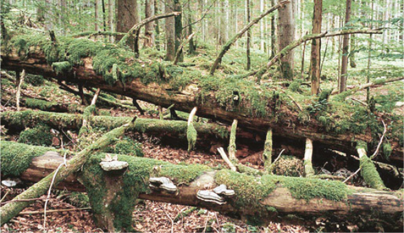 Legno morto: la metà di tutte le specie di funghi indigeni trovano habitat e fonte di nutrimento su legno e rami in decomposizione.