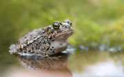 Arten_bufo calamita